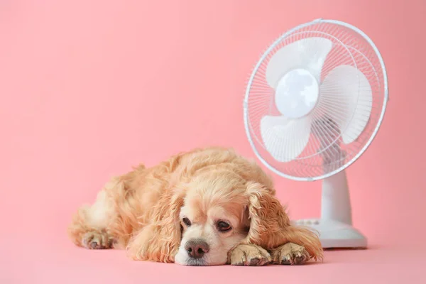 Cute dog and electric fan on color background — Stock Photo, Image