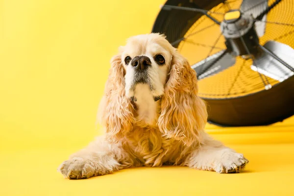 Lindo perro y ventilador eléctrico sobre fondo de color — Foto de Stock