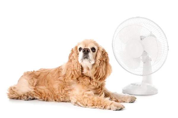 Electric fan and cute dog on white background — Stock Photo, Image