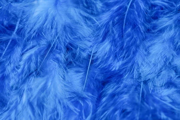 Текстура синього пір'я крупним планом — стокове фото