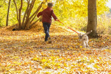 Sonbahar parkında şirin bir köpekle yürüyen küçük çocuk.
