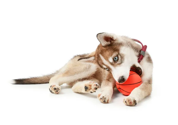 Lindo cachorro husky con bola sobre fondo blanco —  Fotos de Stock