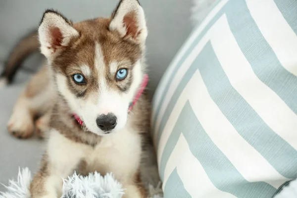 Lindo cachorro husky en el sofá en casa — Foto de Stock