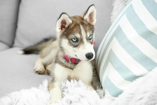 Lindo cachorro husky en el sofá en casa — Foto de Stock