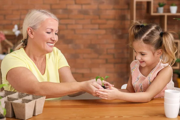 Grandmother and little girl with young plant and soil indoors — Stock Photo, Image