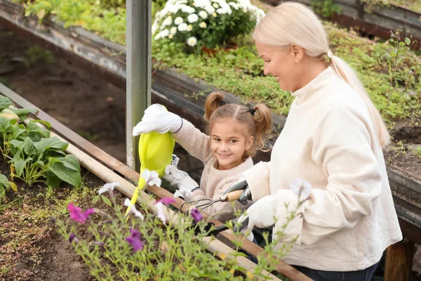 Cute little girl with grandmother working in greenhouse — Stock Photo, Image