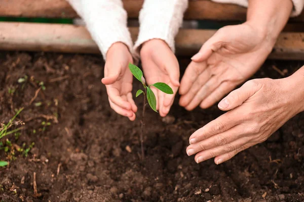 Hands of grandmother and little girl with young plant in garden — Stock Photo, Image