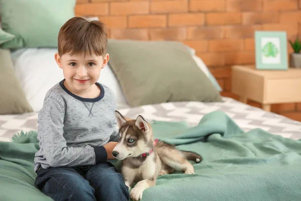 Kisfiú aranyos husky kiskutya a hálószobában — Stock Fotó