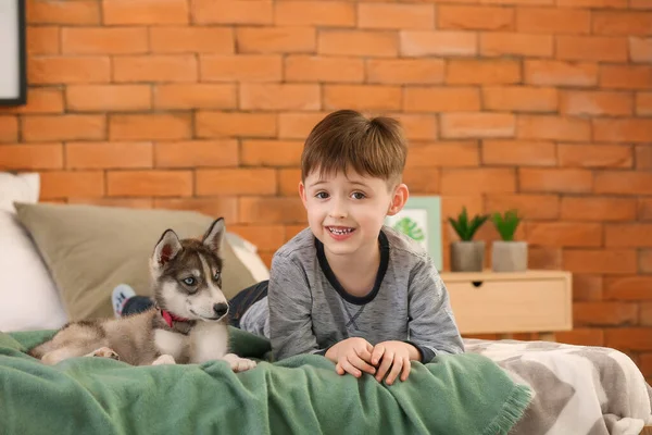 Kisfiú aranyos husky kiskutya a hálószobában — Stock Fotó