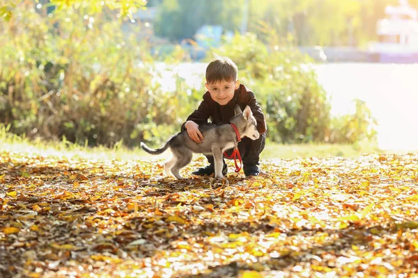 秋の公園で可愛いハスキー犬と一緒に歩く男の子 — ストック写真