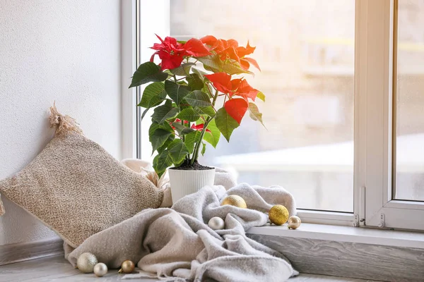 Planta de Navidad poinsettia cerca de ventana en la habitación — Foto de Stock