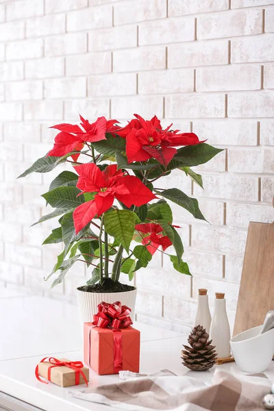 Christmas plant poinsettia on kitchen table — Stock Photo, Image