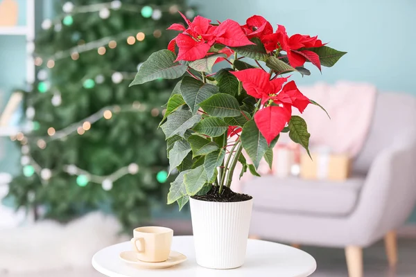 Natal poinsettia planta na mesa no quarto — Fotografia de Stock