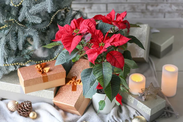 Planta poinsettia e caixas de presente perto da árvore de Natal no quarto — Fotografia de Stock