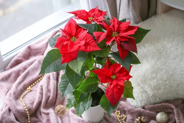 Natal poinsettia planta perto da janela no quarto — Fotografia de Stock