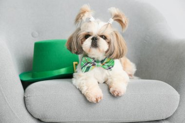 Koltukta yeşil şapkalı şirin bir köpek. Aziz Patrick Günü kutlaması