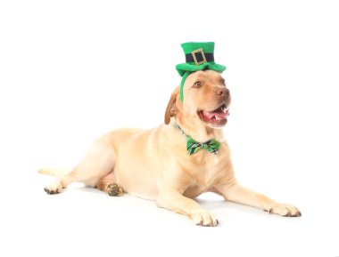 Beyaz arka planda sevimli bir köpek. Aziz Patrick Günü kutlaması