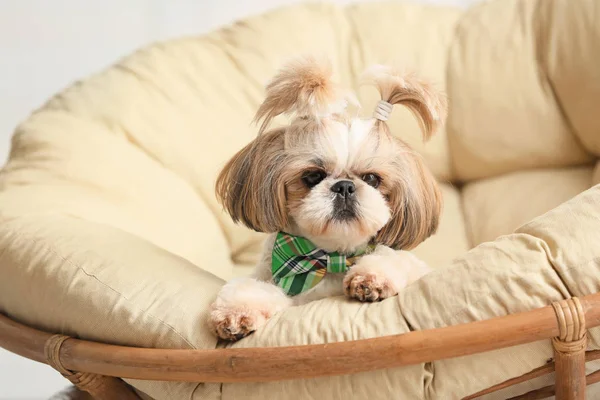 Cute dog on lounge chair at home. St. Patrick's Day celebration — 스톡 사진