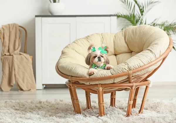 Cute dog on lounge chair at home. St. Patrick's Day celebration — Stock Photo, Image