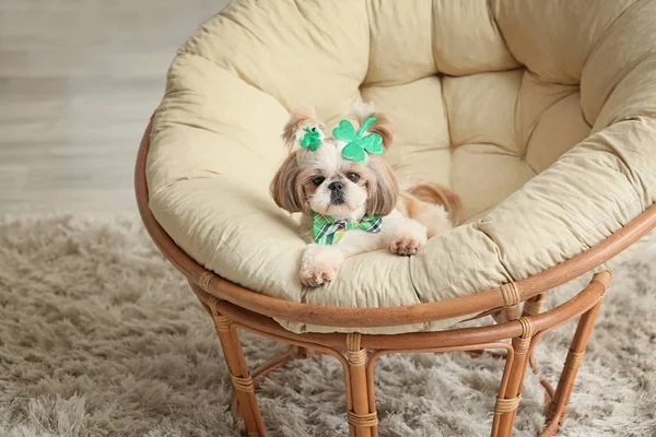 Cute dog on lounge chair at home. St. Patrick's Day celebration — Stock Photo, Image