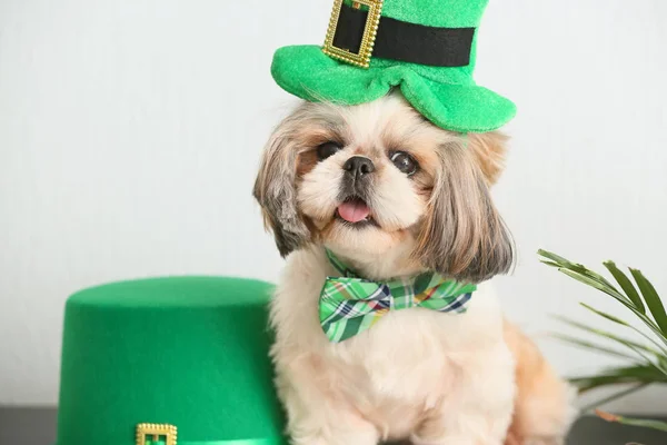 Cute dog with green hat at home. St. Patrick\'s Day celebration