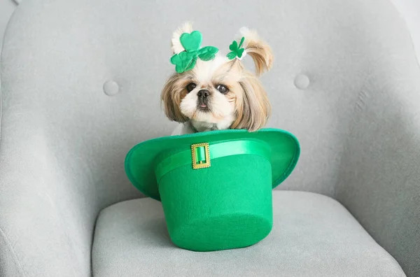 Cute dog with green hat on armchair. St. Patrick's Day celebration — Stock Photo, Image