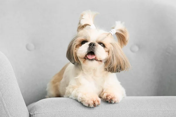 Cute dog lying on armchair — ストック写真