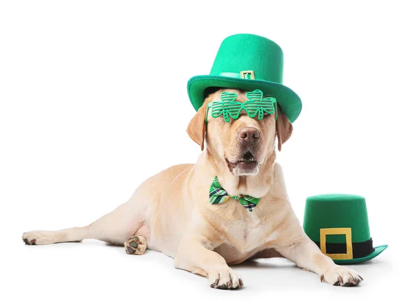 Cute dog with green hat on white background. St. Patrick's Day celebration — Stock Photo, Image