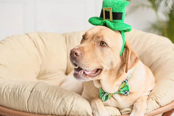 Cute dog with green hat at home. St. Patrick's Day celebration — Stock Photo, Image
