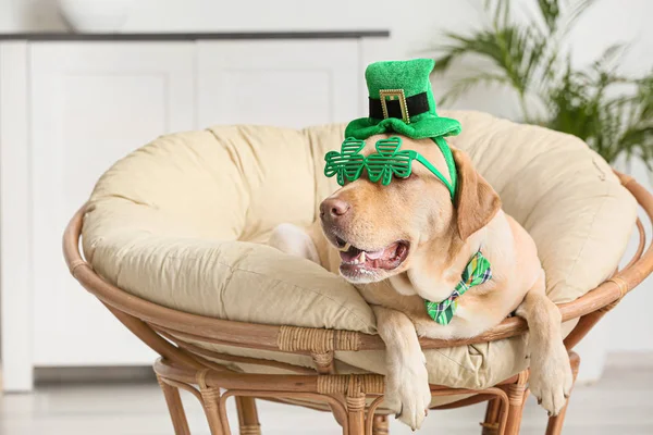 Cute dog with green hat at home. St. Patrick's Day celebration — Stock Photo, Image