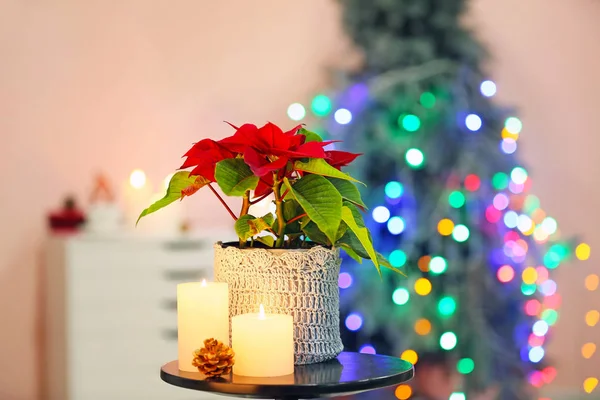 Natal poinsettia planta e velas na mesa no quarto — Fotografia de Stock