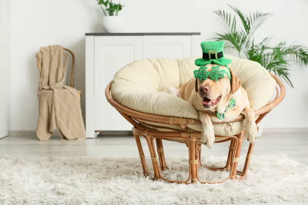 Cute dog with green hat at home. St. Patrick\'s Day celebration