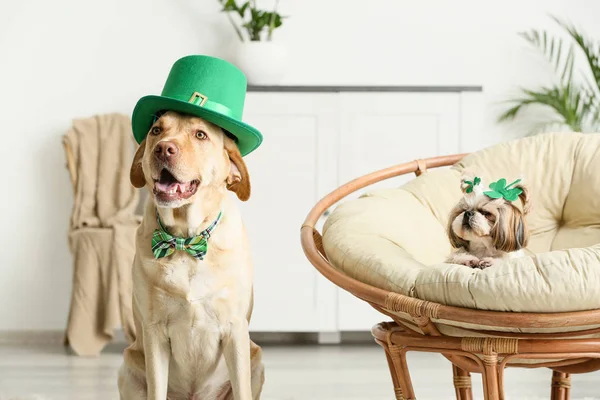 Roztomilí psi doma. Oslava svatého Patrika — Stock fotografie
