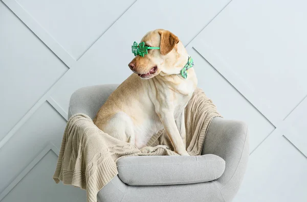 Cute dog sitting in armchair. St. Patrick's Day celebration — Stock Photo, Image