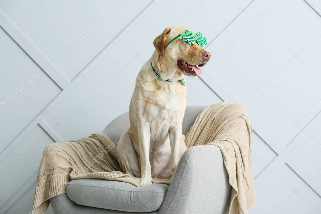 Cute dog sitting in armchair. St. Patrick's Day celebration