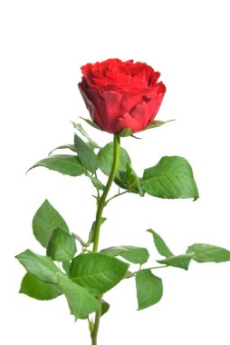 Beyaz arka planda güzel bir gül çiçeği