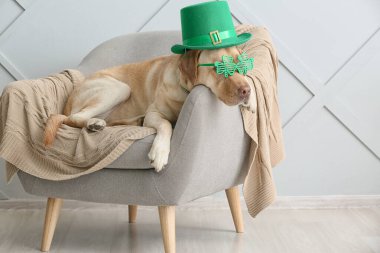 Koltukta yeşil şapkalı şirin bir köpek. Aziz Patrick Günü kutlaması