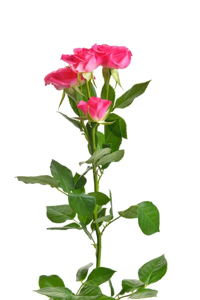 Beautiful rose flowers on white background — Stock Photo, Image