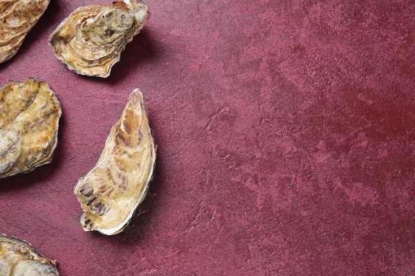 Tasty oysters on color background — Stock Photo, Image