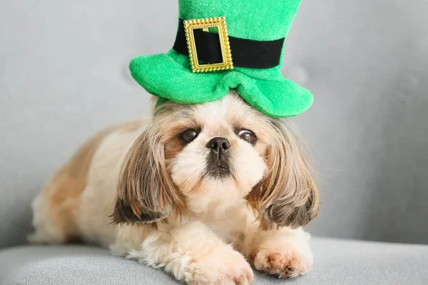 Cute dog with green hat on armchair. St. Patrick's Day celebration — Stock Photo, Image