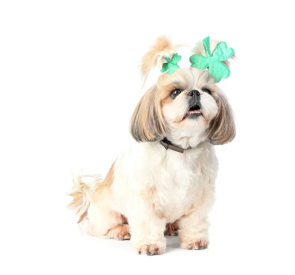 Cute dog on white background. St. Patrick's Day celebration — 스톡 사진