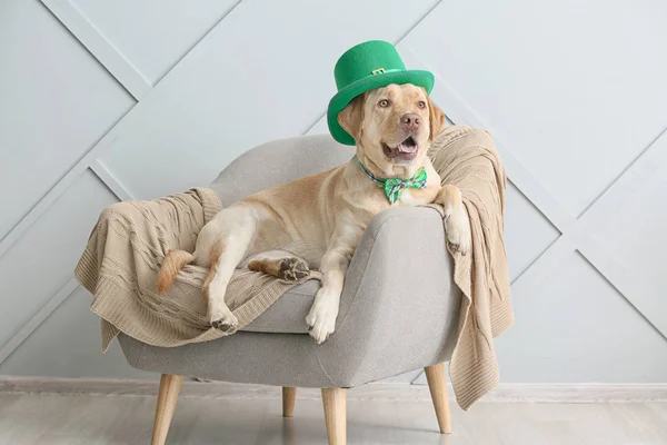 Cute dog with green hat on armchair. St. Patrick\'s Day celebration