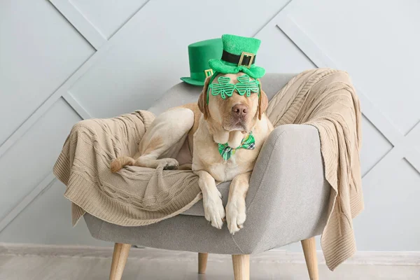 Ładny pies w zielonym kapeluszu na fotelu. Święto św. Patryka — Zdjęcie stockowe