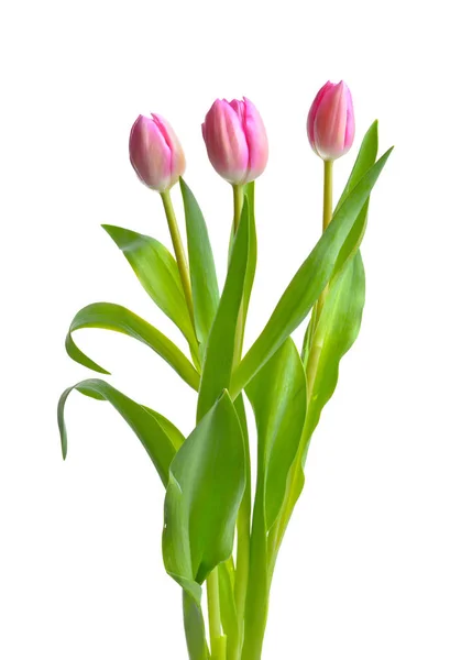Beautiful tulip flowers on white background — Stock Photo, Image