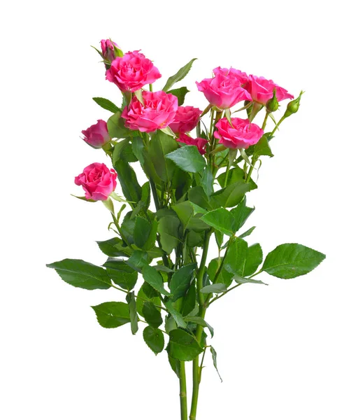 Beautiful rose flowers on white background — Stock Photo, Image