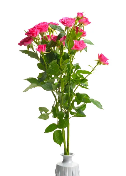Vase with beautiful rose flowers on white background — Stock Photo, Image