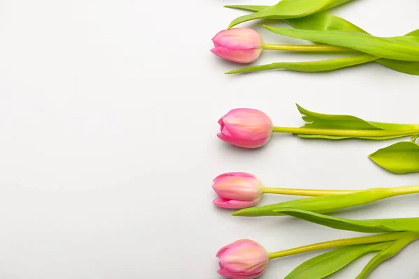 Beautiful flowers on light background — Stock Photo, Image