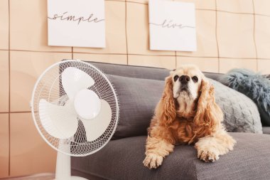 Cute dog in room with operating electric fan