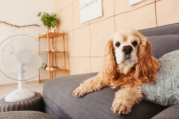 Anjing lucu di dalam ruangan dengan kipas angin listrik yang beroperasi — Stok Foto