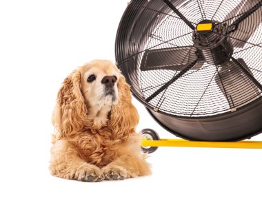 Beyaz arka planda elektrikli yelpaze ve sevimli köpek